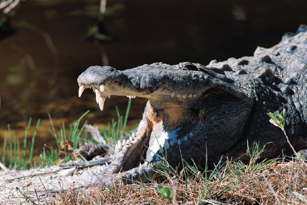 Alligator with mouth open and lying next to water.