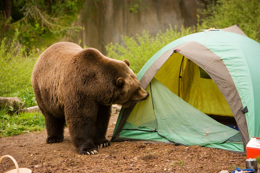 A bear looking in a camping tent.