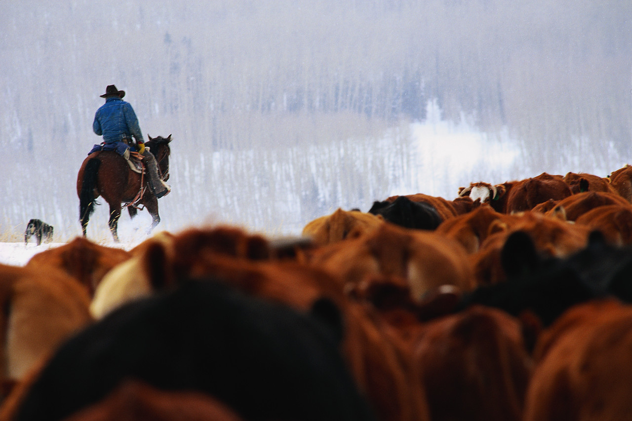 Cowboy Herding Cattle with Herding Dog.