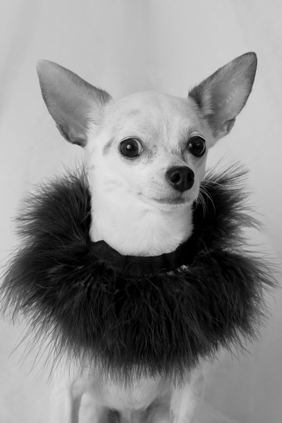 Silly, fancy dressed chihuahua.