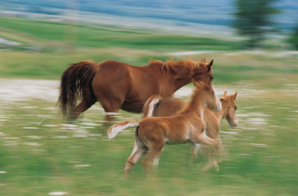 Horse running through a field with two ponies.