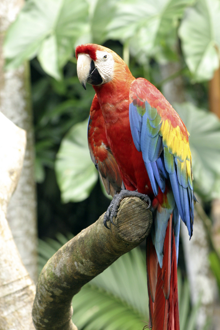 Parrot perched on a branch.