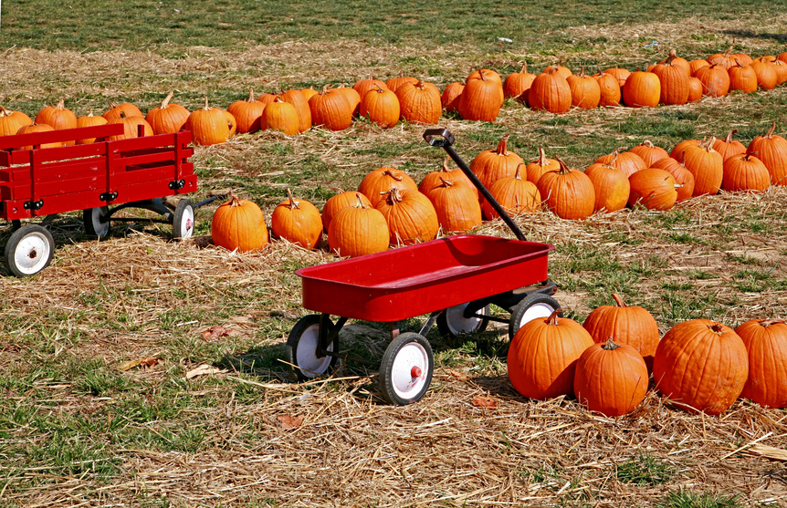 Pumpkin patch with wagons.