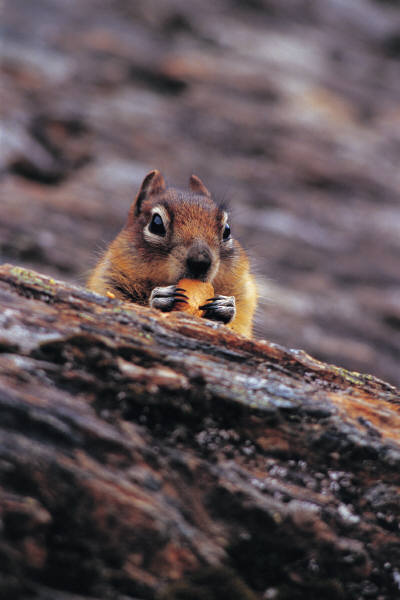 Squirrel nibbling on some food.