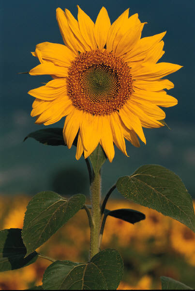 sunflower plant in the summer season.