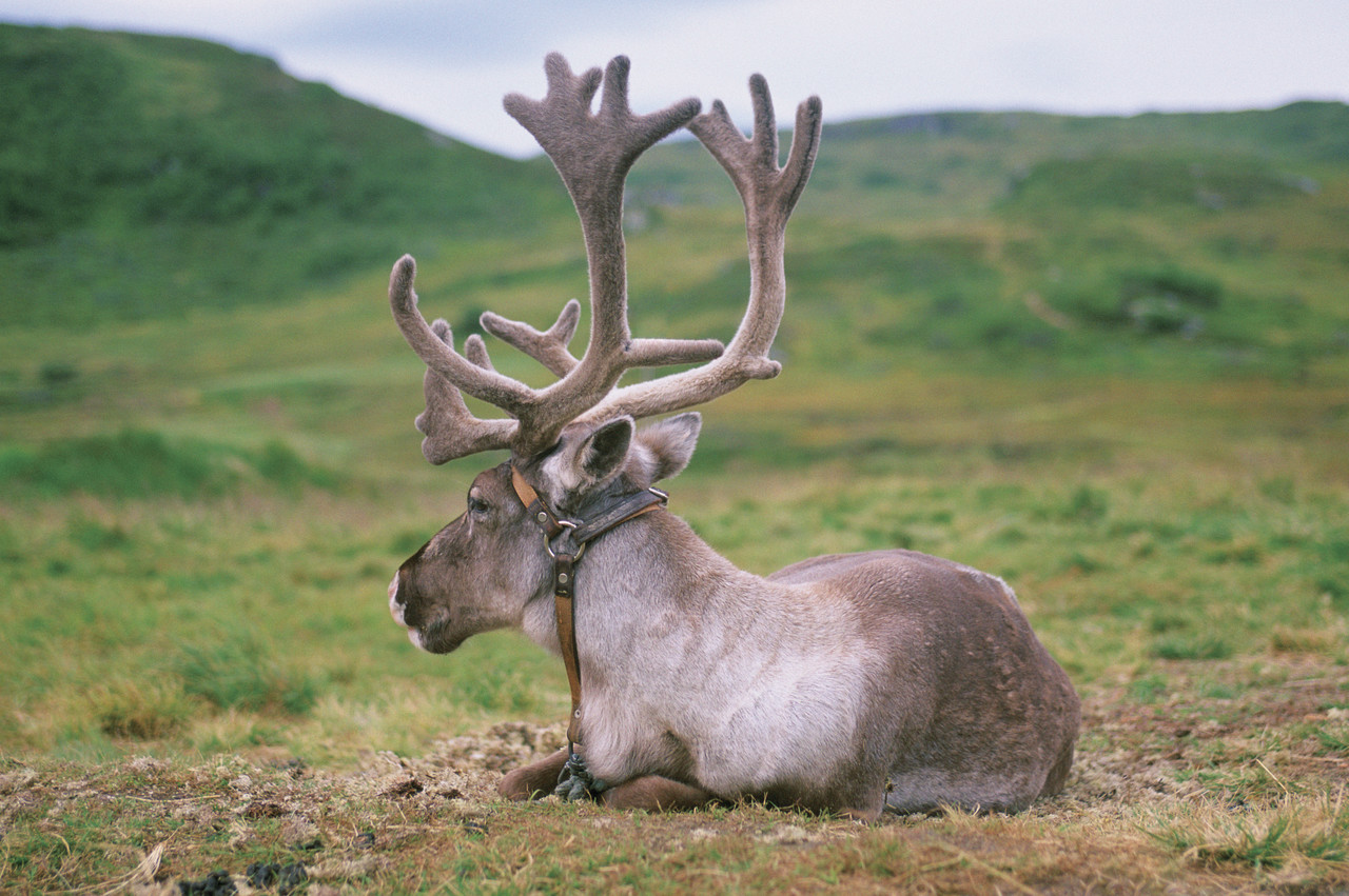 A reindeer resting on the ground in Norway.