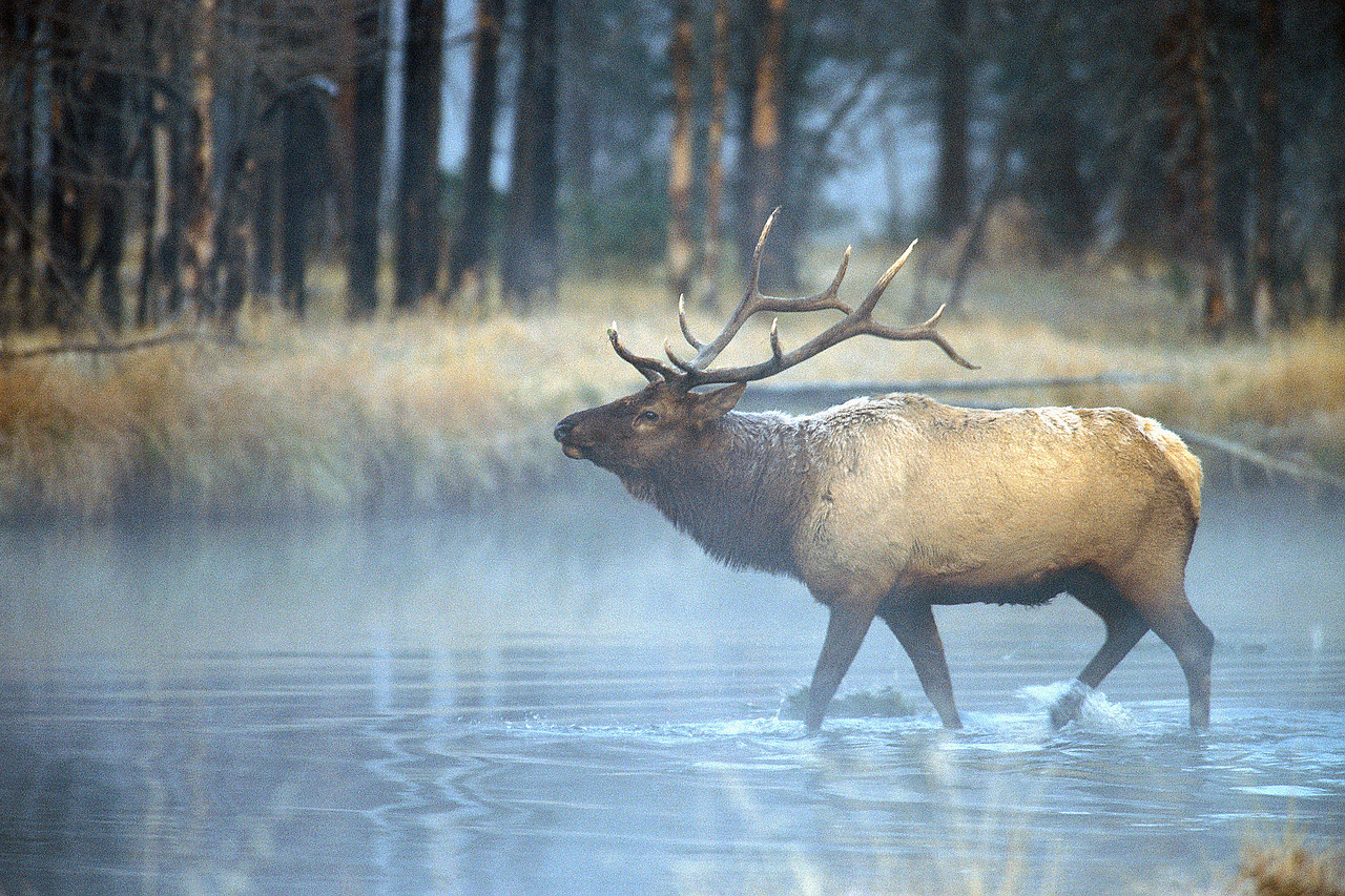 Bull Elk Wading Through Pond.