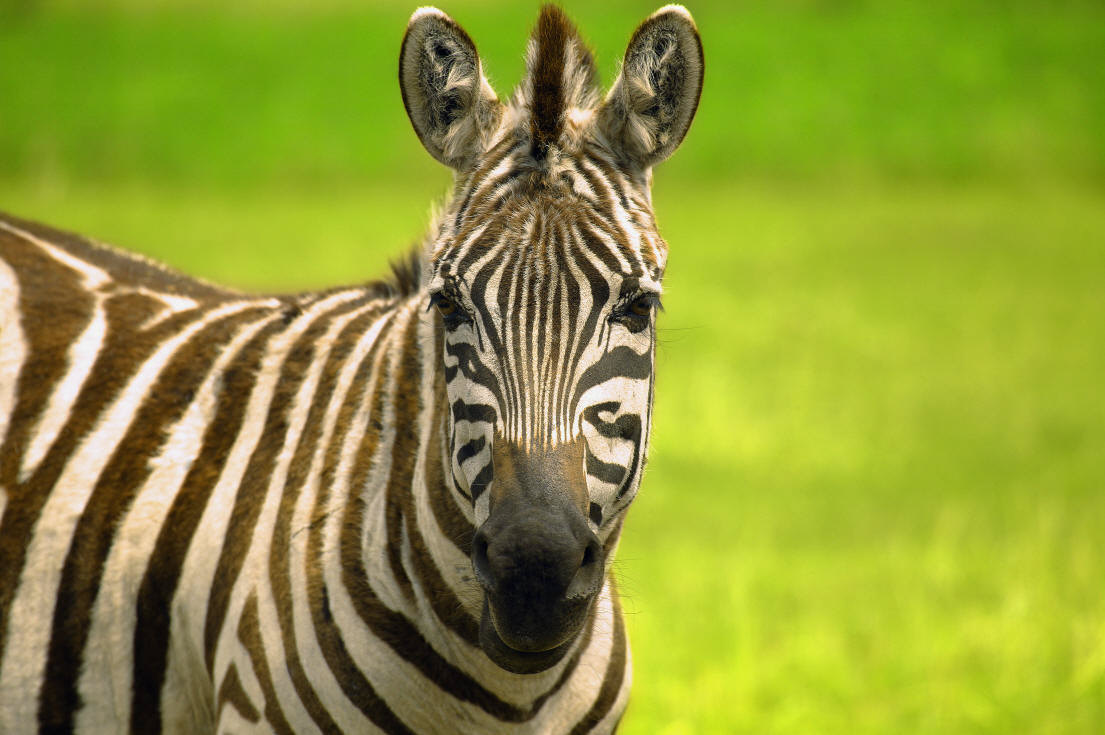 Two zebras standing in a field, with trees and bushes in the background.